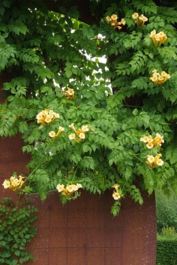 Campsis radicans 'Flava' Trumpetranka buske 60-80 i kruka C2