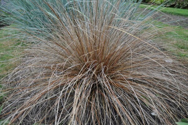 Carex buchananii