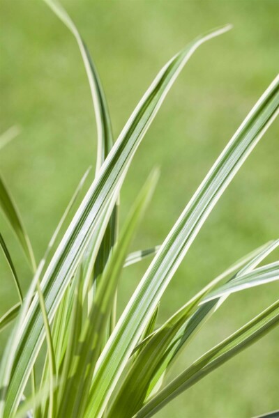 Carex caryophyllea 'The Beatles'