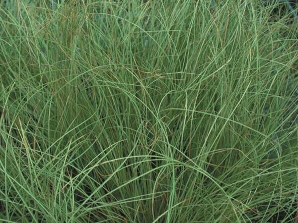 Carex comans 'Frosted Curls'