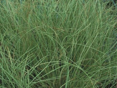 Carex comans 'Frosted Curls'