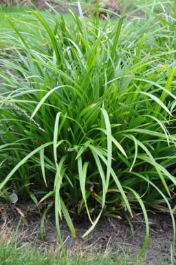 Carex foliosissima 'Irish Green' Starrar 5-10 i kruka P9