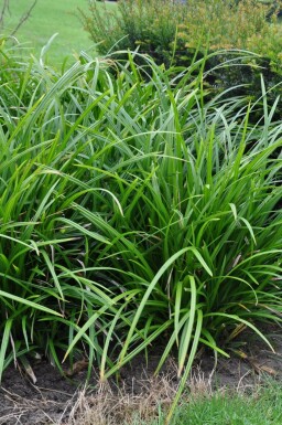 Carex foliosissima 'Irish Green' Starrar 5-10 i kruka P9