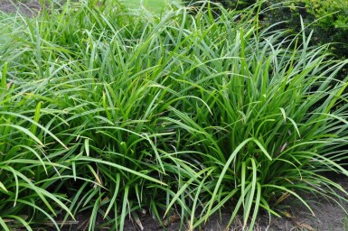 Carex foliosissima 'Irish Green' Starrar 5-10 i kruka P9