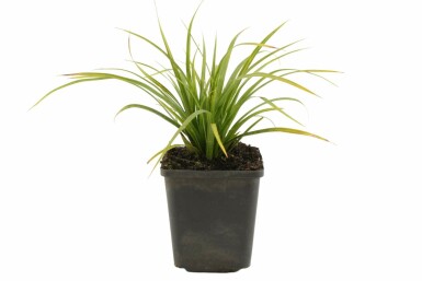 Carex morrowii Japansk starr 5-10 i kruka P9