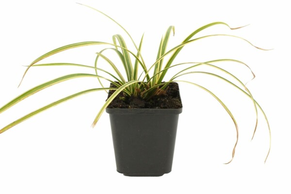 Carex morrowii 'Goldband'