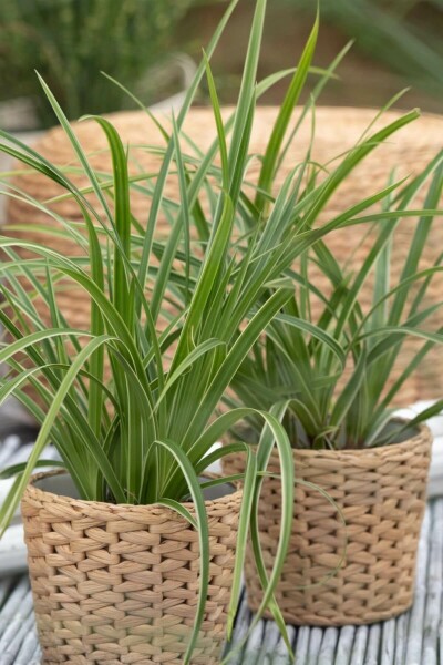 Carex morrowii 'Ice Dance'