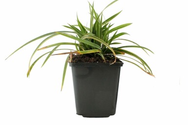 Carex morrowii 'Ice Dance' Japansk starr 5-10 i kruka P9