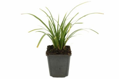 Carex morrowii 'Variegata'