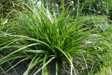 Carex morrowii 'Variegata'