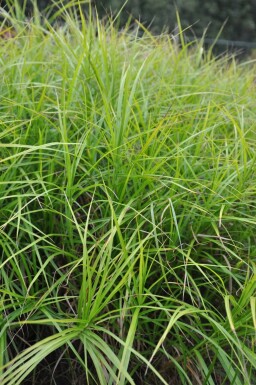 Carex muskingumensis