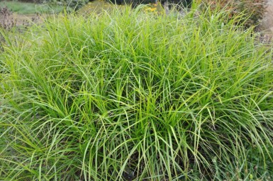 Carex muskingumensis