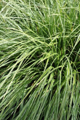 Carex ornithopoda 'Silver Sceptre' Fågelstarr 5-10 i kruka P9