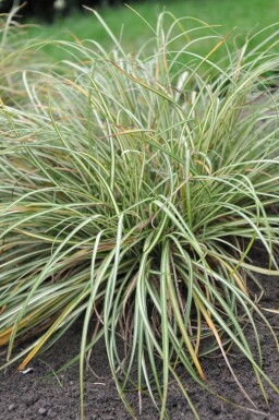 Carex ornithopoda 'Variegata'