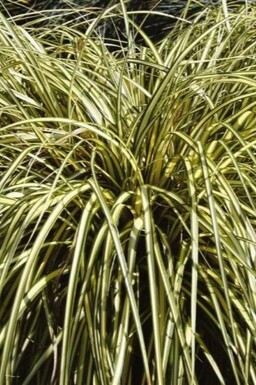 Carex oshimensis 'Evergold' Oshimastarr 5-10 i kruka P9