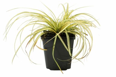 Carex oshimensis 'Evergold' Oshimastarr 5-10 i kruka P9