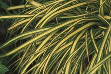 Carex oshimensis 'Evergold'