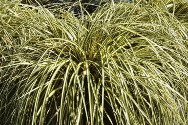 Carex oshimensis 'Evergold' Oshimastarr 5-10 i kruka P9