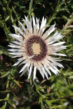 Carlina acaulis subsp. simplex