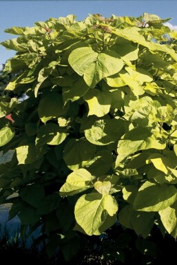 Catalpa bignonioides 'Aurea' Golden indian bean tree buske 30-40 i kruka C2