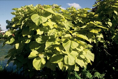 Catalpa bignonioides 'Aurea' Golden indian bean tree buske 30-40 i kruka C2