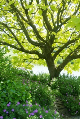 Catalpa bignonioides 'Aurea' Golden indian bean tree buske 30-40 i kruka C2