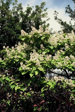 Catalpa bignonioides 'Aurea' Golden indian bean tree buske 30-40 i kruka C2