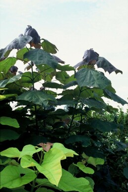 Catalpa × erubescens 'Purpurea' Hybridkatalpa buske 20-30 i kruka C5