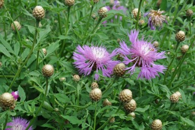 Centaurea dealbata Strävklint 5-10 i kruka P9