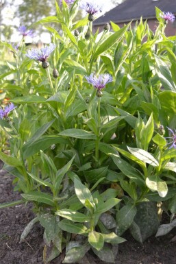 Centaurea montana