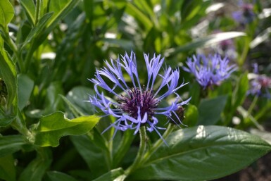 Centaurea montana