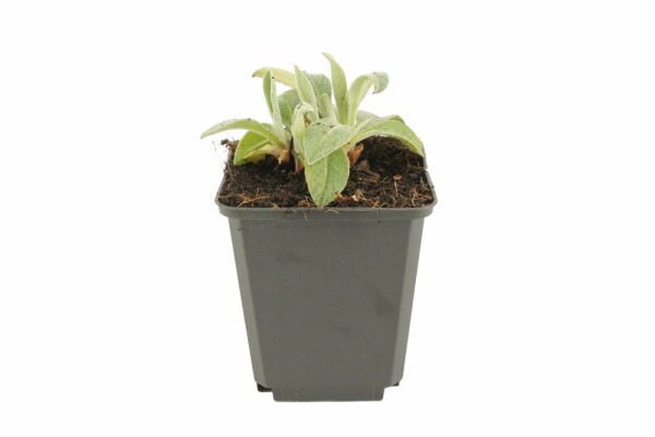 Centaurea montana 'Coerulea'