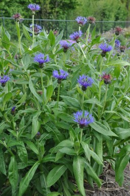 Centaurea montana 'Coerulea' Bergklint 5-10 i kruka P9