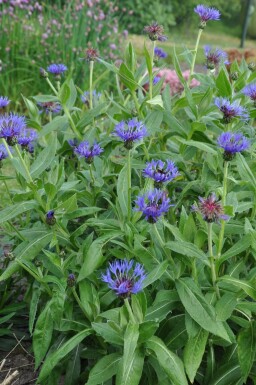 Centaurea montana 'Coerulea' Bergklint 5-10 i kruka P9