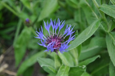 Centaurea montana 'Coerulea' Bergklint 5-10 i kruka P9