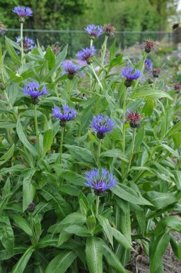 Centaurea montana 'Coerulea' Bergklint 5-10 i kruka P9