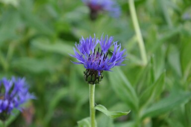 Centaurea montana 'Coerulea' Bergklint 5-10 i kruka P9