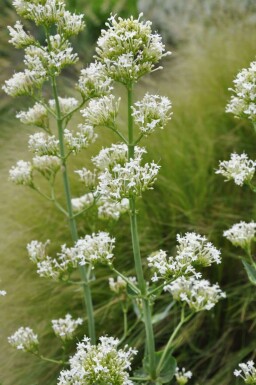 Centranthus ruber 'Albus'