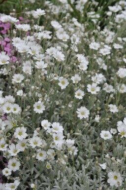 Cerastium tomentosum Silverarv 5-10 i kruka P9