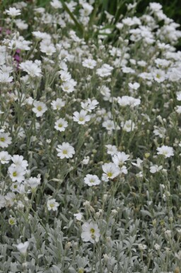 Cerastium tomentosum Silverarv 5-10 i kruka P9