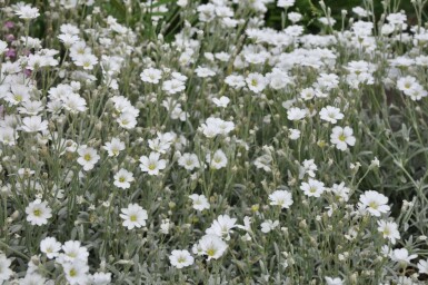 Cerastium tomentosum Silverarv 5-10 i kruka P9