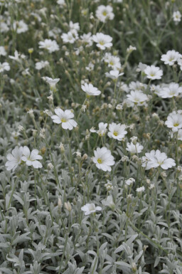 Cerastium tomentosum Silverarv 5-10 i kruka P9