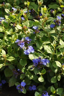 Ceratostigma plumbaginoides Blåblomma 5-10 i kruka P9