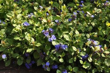 Ceratostigma plumbaginoides Blåblomma 5-10 i kruka P9