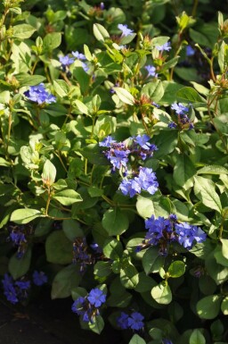 Ceratostigma plumbaginoides Blåblomma 5-10 i kruka P9