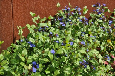 Ceratostigma plumbaginoides Blåblomma 5-10 i kruka P9