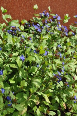 Ceratostigma plumbaginoides Blåblomma 5-10 i kruka P9