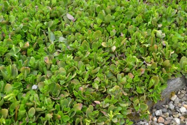Chiastophyllum oppositifolium Gullbåge 5-10 i kruka P9