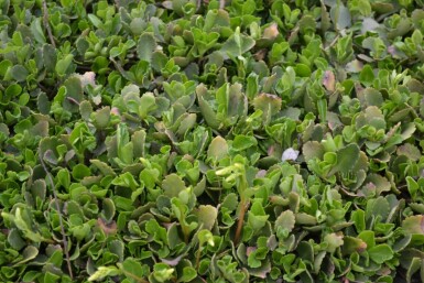 Chiastophyllum oppositifolium Gullbåge 5-10 i kruka P9