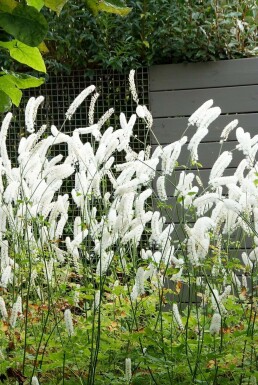 Cimicifuga simplex 'White Pearl' Silverax 5-10 i kruka P9